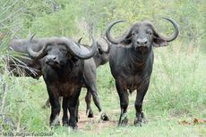 Afrikanischer Büffel (99 von 102).jpg